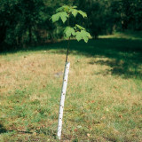  - Mechanická ochrana proti okusuje PlantaGard, různé délky a barvy Barva zelená. Délka 90 cm.