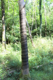  - Poly - Net- Schälschutznetz